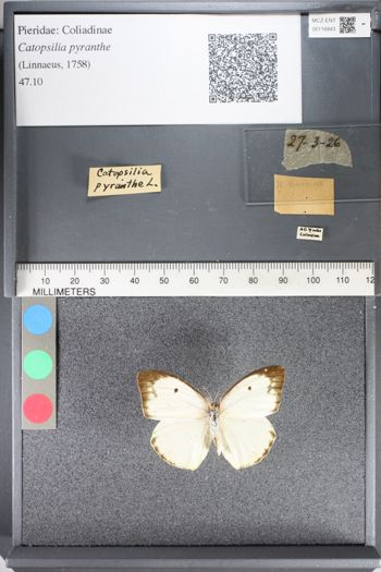 Media type: image;   Entomology 116843